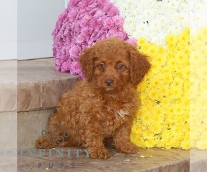 Cavapoo Puppy for sale in NOTTINGHAM, PA, USA