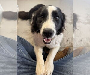 Border Collie-Great Pyrenees Mix Dogs for adoption in Hamilton, MT, USA