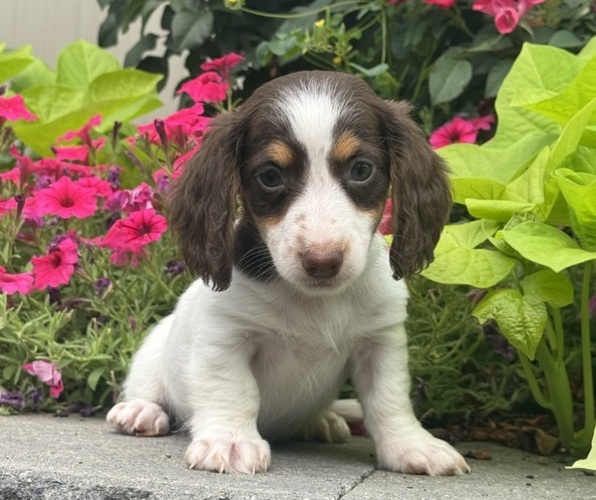 Medium Photo #4 Dachshund Puppy For Sale in CANOGA, NY, USA