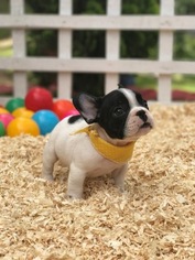 French Bulldog Puppy for sale in CRANSTON, RI, USA