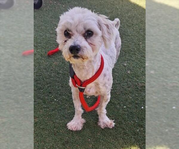 Medium Photo #1 Maltipoo (Miniature) Puppy For Sale in Woodland, CA, USA