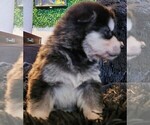Small Photo #11 Alaskan Malamute Puppy For Sale in MIDWEST CITY, OK, USA