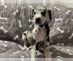 Puppy Dark Blue Great Dane