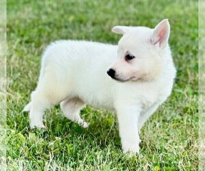 German Shepherd Dog Puppy for sale in CARDINGTON, OH, USA