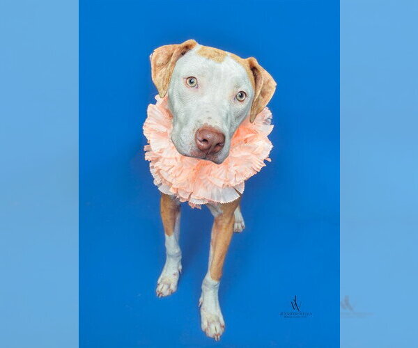 Medium Photo #1 Mutt Puppy For Sale in Forestville, MD, USA