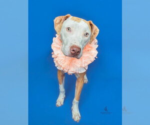 Mutt Dogs for adoption in Forestville, MD, USA