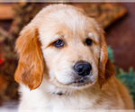 Small Photo #3 Golden Retriever Puppy For Sale in WAKARUSA, IN, USA