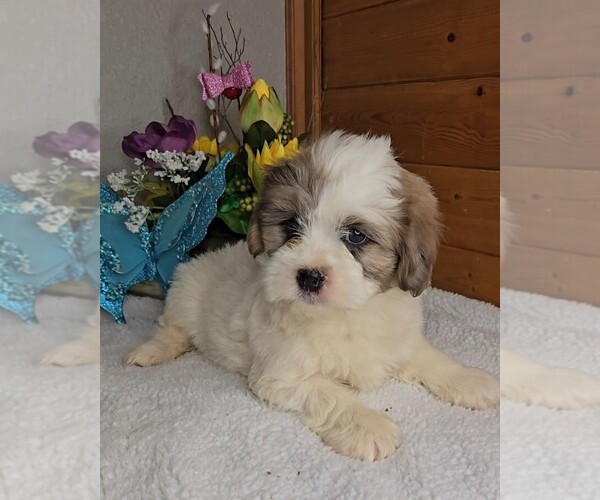 Medium Photo #12 Peke-A-Poo Puppy For Sale in JASONVILLE, IN, USA