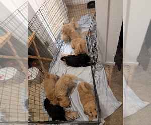 Goldendoodle Litter for sale in ASHFORD, WA, USA