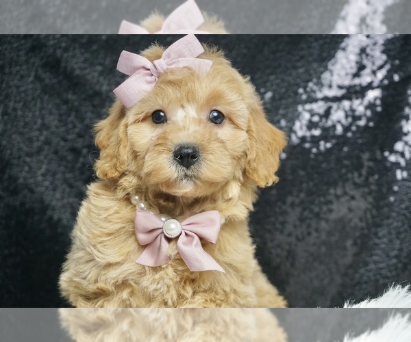 Medium Photo #3 Poodle (Toy) Puppy For Sale in WARSAW, IN, USA