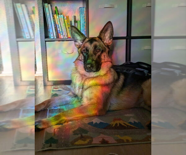 Medium Photo #2 German Shepherd Dog Puppy For Sale in San Diego, CA, USA