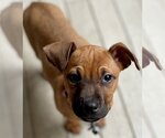 Small Photo #6 Black Mouth Cur-Unknown Mix Puppy For Sale in Wakefield, RI, USA