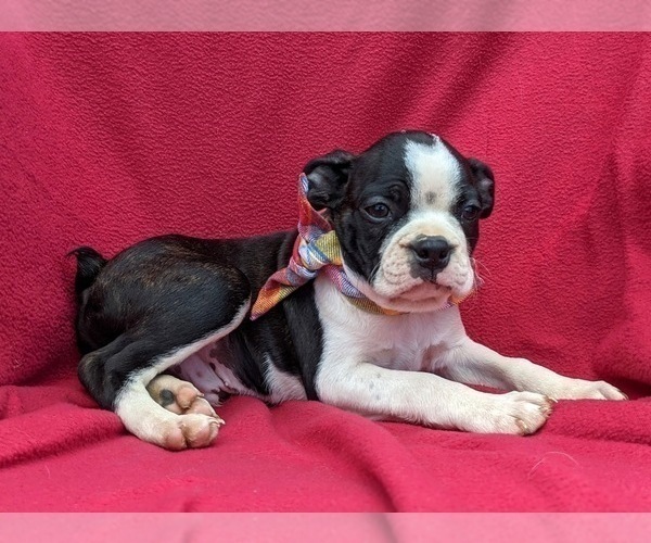 Medium Photo #8 Boston Terrier Puppy For Sale in NARVON, PA, USA