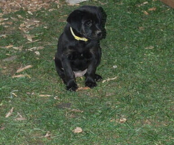 Medium Photo #2 Shepradors Puppy For Sale in BERNVILLE, PA, USA