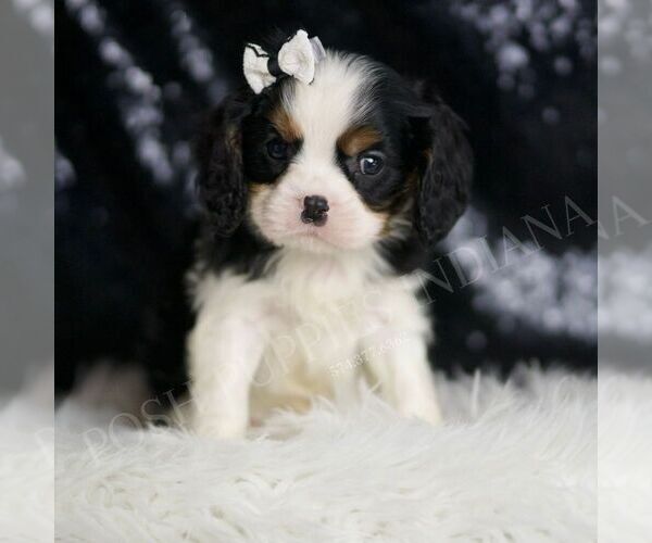 Medium Photo #66 Cavalier King Charles Spaniel Puppy For Sale in WARSAW, IN, USA