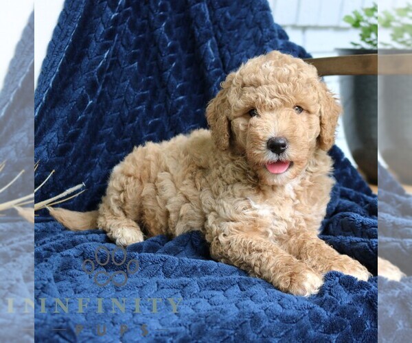 Medium Photo #4 Goldendoodle (Miniature) Puppy For Sale in PARADISE, PA, USA