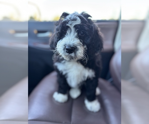 Medium Photo #2 Bernedoodle Puppy For Sale in POPLAR, WI, USA