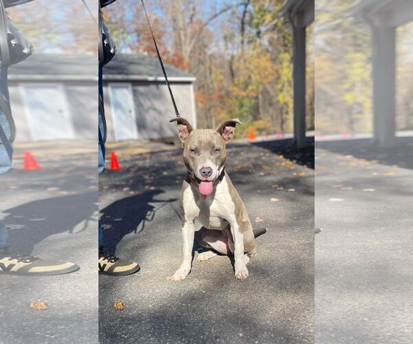 Medium Photo #18 American Pit Bull Terrier-Unknown Mix Puppy For Sale in Derwood, MD, USA
