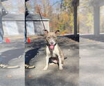 Small #17 American Pit Bull Terrier Mix