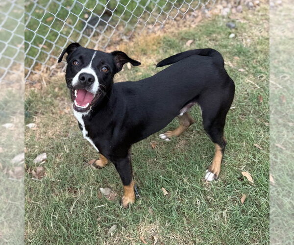 Medium Photo #3 Chihuahua-Unknown Mix Puppy For Sale in Rockaway, NJ, USA