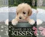 Small Photo #1 Goldendoodle (Miniature) Puppy For Sale in PORT CHARLOTTE, FL, USA