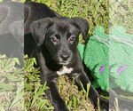 Small #1 German Shepherd Dog Mix