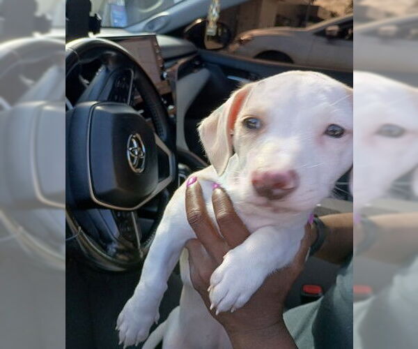 Medium Photo #1 Dachshund-Unknown Mix Puppy For Sale in Fort Lauderdale, FL, USA