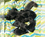 Small #21 Labrador Retriever