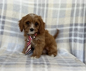 Cavapoo Puppy for sale in LAKELAND, FL, USA