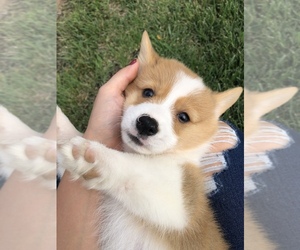 Pembroke Welsh Corgi Puppy for sale in ARTHUR, IL, USA
