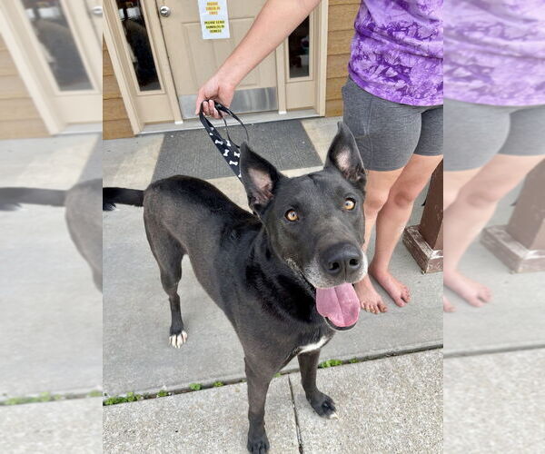 Medium Photo #8 German Shepherd Dog-Great Dane Mix Puppy For Sale in Bolivar, MO, USA