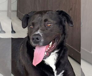 Labrador Retriever-Unknown Mix Dogs for adoption in Oceanside, CA, USA