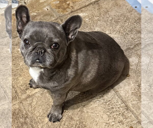 Medium Photo #1 French Bulldog-Unknown Mix Puppy For Sale in Oakhurst, NJ, USA