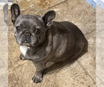 Small French Bulldog Mix