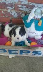 American Bulldog-Australian Shepherd Mix Puppy for sale in DELTA, OH, USA
