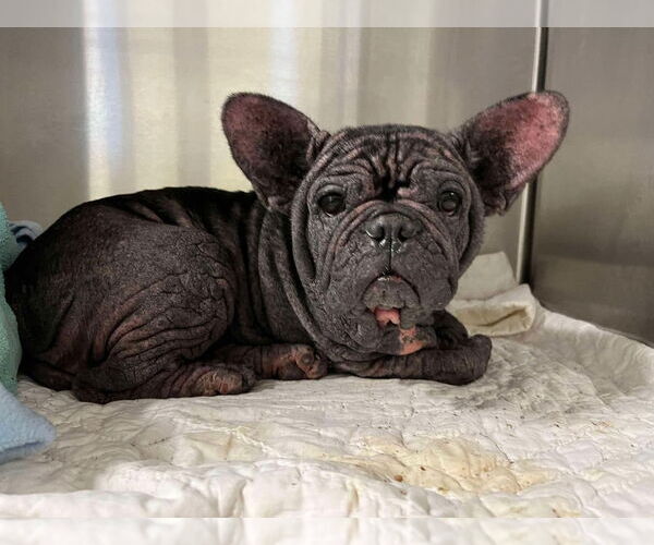 Medium Photo #3 French Bulldog Puppy For Sale in New York, NY, USA