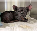 Small #2 French Bulldog