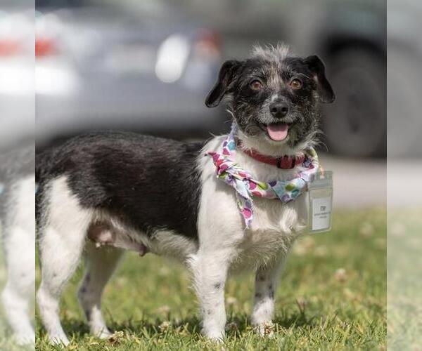 Medium Photo #11 Jack Russell Terrier-Unknown Mix Puppy For Sale in San Diego, CA, USA