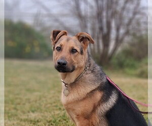 German Shepherd Dog-Unknown Mix Dogs for adoption in Modesto, CA, USA