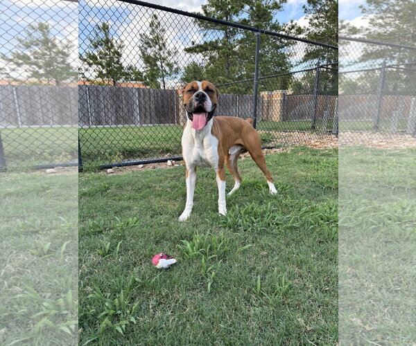 Medium Photo #1 Boxer Puppy For Sale in  Katy, TX, USA