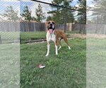 Small Boxer