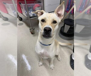 Labrador Retriever-Unknown Mix Dogs for adoption in Fairbanks, AK, USA