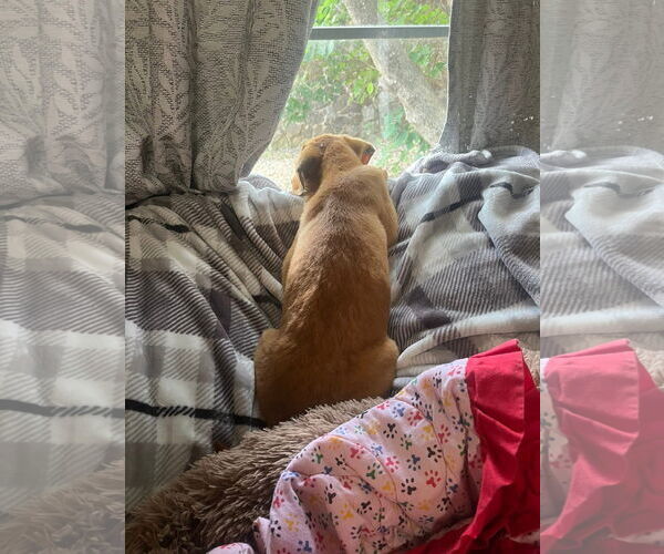 Medium Photo #6 Beagle-Unknown Mix Puppy For Sale in Wakefield, RI, USA