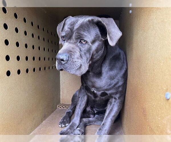 Medium Photo #1 Mutt Puppy For Sale in Downey, CA, USA