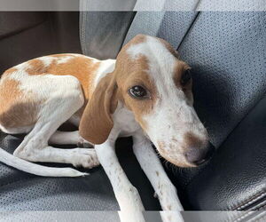 Beagle-Unknown Mix Dogs for adoption in Rustburg, VA, USA
