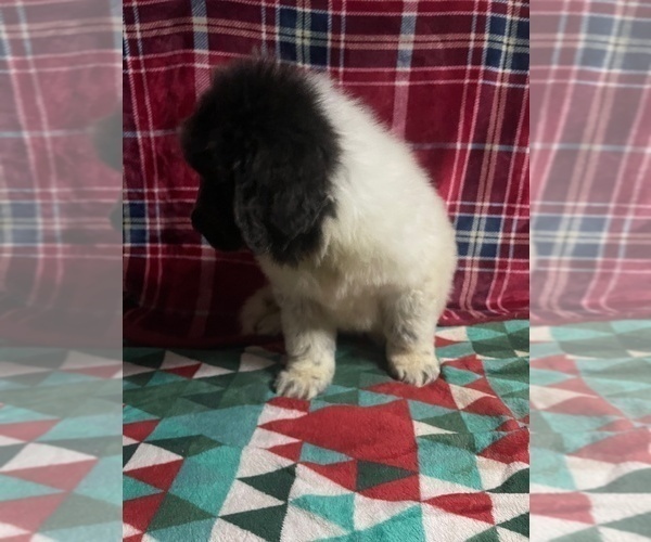 Medium Photo #5 Newfoundland Puppy For Sale in AURORA, IN, USA