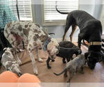 Small Photo #3 Great Dane Puppy For Sale in FLOWERY BRANCH, GA, USA