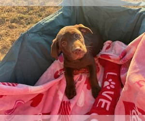 Labrador Retriever Puppy for sale in META, MO, USA