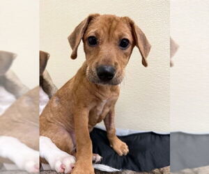 Chiweenie Dogs for adoption in Jefferson, NJ, USA