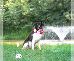 Small #17 Border Collie Mix